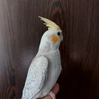 عروس هلندی گل باقالی نر|پرنده|گلستان (تهران), |دیوار