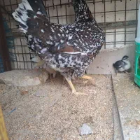 مرغ گلین با جوجه|حیوانات مزرعه|پاکدشت, پاکدشت (مامازند)|دیوار