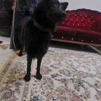 ژرمن بلک ماده با طوله سه ماهه