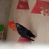 یک جفت کبوتر سیاه