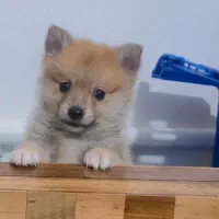 پامریین بازیگوش