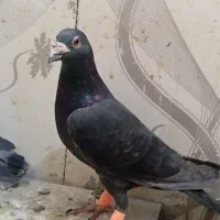 زاغ|پرنده|مه ولات, |دیوار