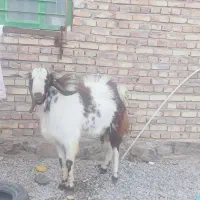 تروشت ۴دندان