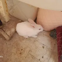 خرگوش بزرگ و متوسط