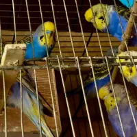 مرغ عشق پروانه ای، ماهی گوپی وفایتر با کیفیت