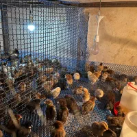 آکواریوم و جوجه مرغ