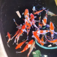 ماهی کوی گرید aaa فول چرم