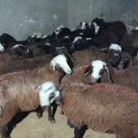 گوسفند بره نر