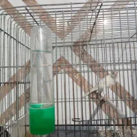 فروش قناری نر. و مرغ عشق جفت با جوجه.|پرنده|فسا, |دیوار