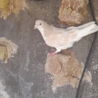 ساده|پرنده|نیشابور, مازول|دیوار