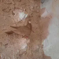 زرد سرخ نر|پرنده|اسفراین, |دیوار