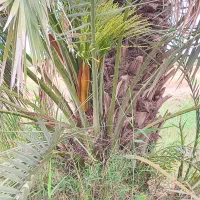 پاجوش برحی اصل بزرگ