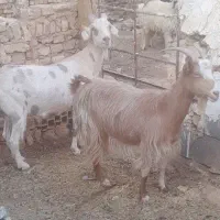 دوتا بز دورگ سانن ۲.۳ کیلو شیر