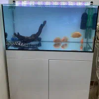 اکواریوم Apa