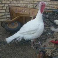 بوفلمون|حیوانات مزرعه|یزد, |دیوار