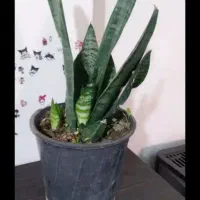 حراج گل (زیباشهر)|گل و گیاه طبیعی|محمدیه-قزوین, |دیوار