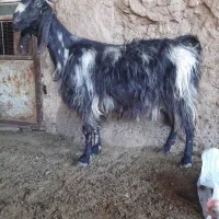 بز پاکستانی