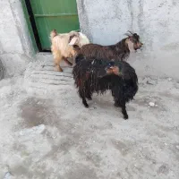 بزنر