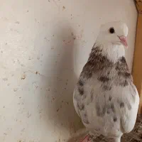 طوقی و جوجه طوقی