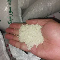 برنج ارگانیک اصل هاشمی از کشاورز سورتینگ الک یک