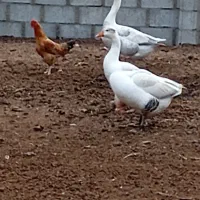 یک عددقوغاز نر یک عدد مرغ کورش فروشی