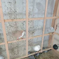 کفتر بومب|پرنده|مشهد, چهارچشمه|دیوار