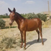 فروش انواع قاطر