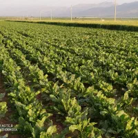 اجاره زمین کشاورزی بارانی ،همراه چاه عمیق برقی