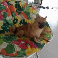 سگ شی واوا عروسکی|سگ|رشت, بلوار گیلان|دیوار