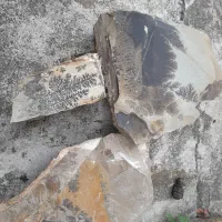 فسیل شجرزیبا با. شکل های مختلف