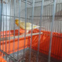 قناری نرقرص قرص|پرنده|پاکدشت, شهرک امام رضا|دیوار