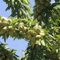 نهال مثمر و غیر مثمر|حراج|آزادشهر, |دیوار