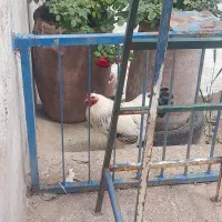 بوقلمون کرچ