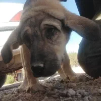 توله پژدر ماده