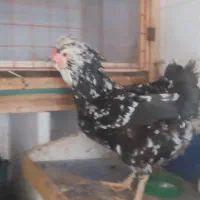 تخم مرغ گلین ریش کاکل چهل تاج فول|حیوانات مزرعه|گرگان, |دیوار