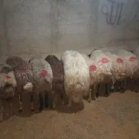 میش وبره|حیوانات مزرعه|کارزان, |دیوار