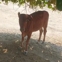 گاو نر سالم پول نیاز دارم