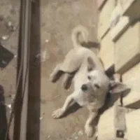 سلام سگ پا کوتا باهوش