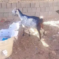 دو عدد بز ماده