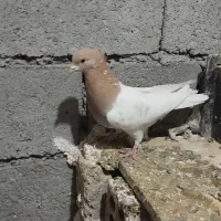 کبوتر|پرنده|هریس, |دیوار