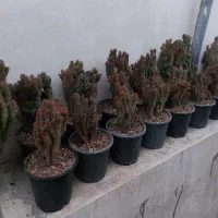 کاکتوس صخره ای