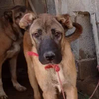 سگ سرابی|سگ|بهبهان, |دیوار