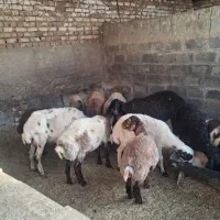 فروش بره