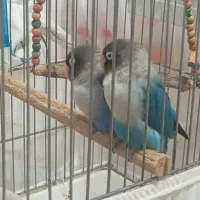 یک جفت طوطی برزیلی خوش رنگ