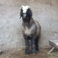 شیشک قوچ ترکی