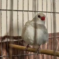 معاوضه نر با ماده الماسی|پرنده|تهران, نبی اکرم|دیوار