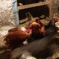 خروس گردن لختی
