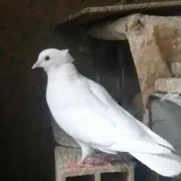 کبوتر گمشده