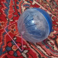 همستر سوری ماده