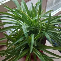 گلدون فروشی|گل و گیاه طبیعی|تهران, سوهانک|دیوار